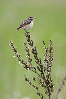 Images Dated 29th May 2009: Male Whinchat (Saxicola saxicola) perched, Lithuania, May 2009