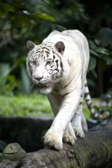 Male white Bengal tiger (Panthera tigris tigris). Double recessive gene produces pale colour morph