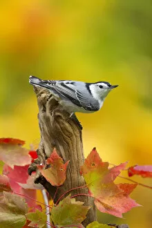 Male White breasted nuthatch (Sitta carolinensis) perched on stump, New York, USA, October