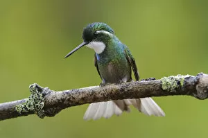 Male White-throated Mountain Gem (Lampornis castaneoventris)