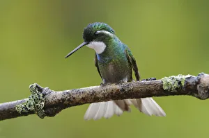 Males Prints: Male White-throated Mountain Gem (Lampornis castaneoventris)