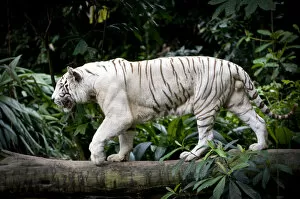 Tigers Gallery: Male White tiger (Panthera tigris tigris). Double recessive gene produces pale colour morph