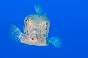 Surprise Prints: Male Yellow boxfish (Ostracion cubicus) displaying