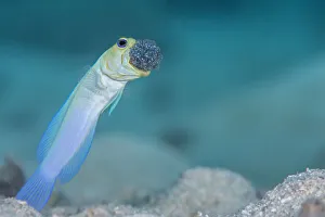 Incubating Prints: Male Yellow-headed jawfish (Opistognathus aurifrons) blows out the clutch of eggs