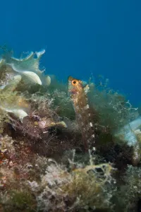Blennies Prints: Male Yellow triplefin blenny (Tripterygion delaisi) Larvotto Marine Reserve, Monaco