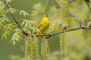 Male Yellow warbler (Setophaga / Dendroica petechia) in breeding plumage singing amongst