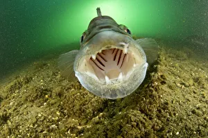 Male Zander or Pikeperch (Stizostedion / Sander lucioperca) with mouth wide open