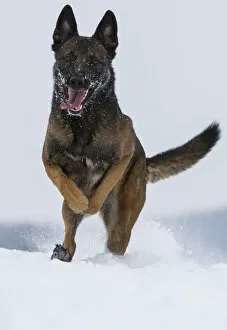 A Malinois / Belgian Shepherd police dog Mia owned by German police officer