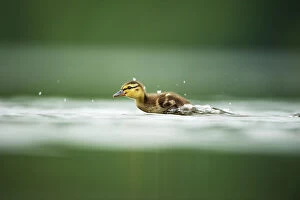 A Mallard (Anas platyrhynchos) duckling scurries across the surface of a lake, Derbyshire