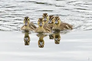 Duck Prints: Mallard (Anas platyrhynchos) ducklings on water, Norfolk, England, UK. July
