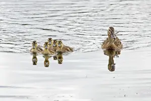 Duck Prints: Mallard (Anas platyrhynchos) female with ducklings on water, Norfolk, England, UK. July