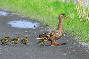 Path Prints: Mallard (Anas platyrhynchos) female leading ducklings across path to pond, Belgium. March