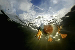 British Birds Collection: Mallard {Anas platyrhynchos} looking down from the water surface, view from underwater