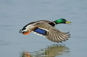 Mallard (Anas platyrhynchos) male flying low over water. Cambridgeshire Fens, England
