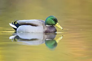Mallard (Anas platyrhynchos) male swimming with autumn colours reflected in the water