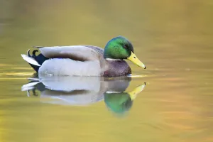 Ducks Prints: Mallard (Anas platyrhynchos) male swimming with autumn colours reflected in the water