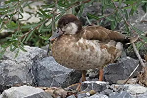 Anatidae Prints: Mallard (Anas platyrhynchos) / Red-crested pochard (Netta rufina) hybrid