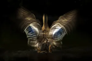 Blurred Movement Prints: Mallard (Anas platyrhynchos) shaking its wings with slow shutter speed to reveal movement