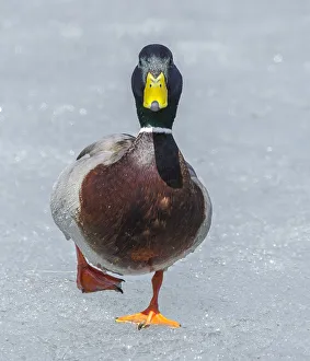 Acadia National Park Gallery: Mallard (Anas platyrhynchos) walking on ice, Acadia National Park, Maine, USA, April