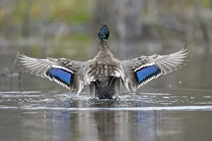 Images Dated 10th June 2020: Mallard (Anas platyrhynchos) wings spread showing irridescent blue wing speculum