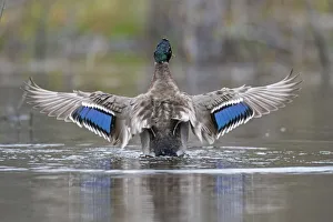 Mallard (Anas platyrhynchos) wings spread showing irridescent blue wing speculum