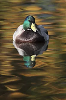 Mallard drake (Anas platyrhynchos) portrait of male on water, with autumn colours reflecting