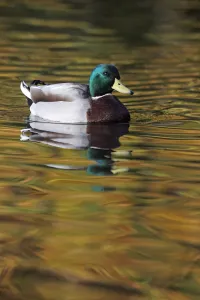 Males Prints: Mallard drake (Anas platyrhynchos) portrait of male on water