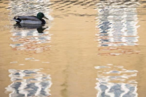 Images Dated 23rd April 2015: Mallard duck (Anas platyrhynchos) drake swimming through reflection of house, Bude canal
