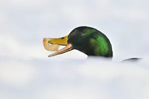 Images Dated 10th January 2010: Mallard Duck (Anas platyrhynchos) with bread in snow. Perthshire, Scotland, January