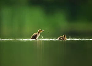 Babies Gallery: A Mallard duckling (Anas platyrhynchos) shakes itself dry after bathing on a still lake