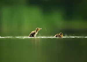 Wetlands Prints: A Mallard duckling (Anas platyrhynchos) shakes itself dry after bathing on a still lake