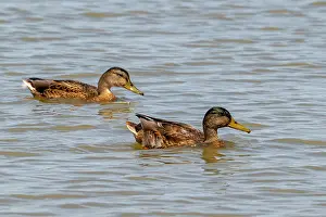 Netherlands Prints: Mallards (Anas platyrhynchos) pair