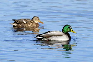 Duck Prints: Mallards (Anas platyrhynchos) pair on pond, Belgium. January