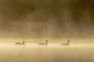 Three Mallards (Anas platyrhynchos) on shallow pond on misty morning at sunrise