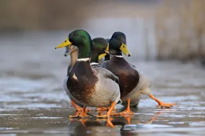 Mallards (Anas platyrhynchos) slipping on ice on frozen lake, Wiltshire, UK, January