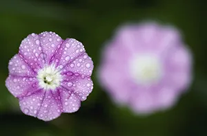 Images Dated 2nd April 2009: Mallow leaved bindweed (Convolvulus althaeoides) flowers covered in raindrops, Akamas peninsula