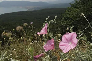 Mallow leaved bindweed (Convolvulus althaeoides) flowers in a mountain pasture above Stenje