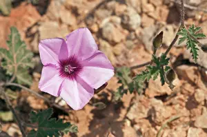 Climbers Prints: Mallow-leaved bindweed (Convolvulus althaeoides) in flower