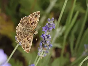 Labiatae Prints: Mallow skipper butterfly (Carcharodus alceae) resting on Lavender (Lavandula sp)