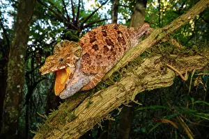 Lizard Prints: Malthe's green-eared chameleon (Calumma malthe) female