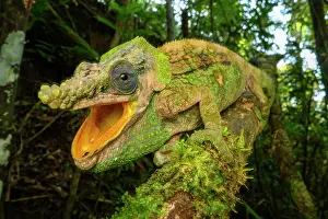 Lizard Prints: Malthe's green-eared chameleon (Calumma malthe) male