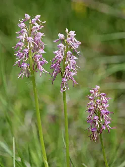 Orchis Prints: Man and monkey orchid (Orchis x bergonii)