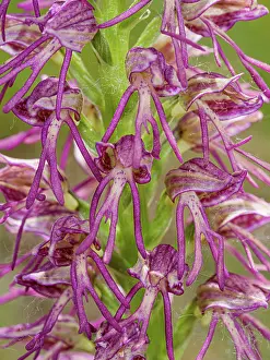 Orchis Prints: Man and monkey orchid (Orchis x bergonii)