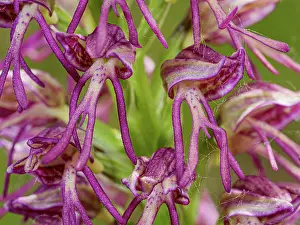 Orchis Prints: Man and monkey orchid (Orchis x bergonii)
