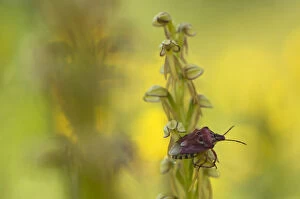 Images Dated 1st May 2008: Man orchid (Orchis anthropophora) in flower with an insect on it, Gargano National Park