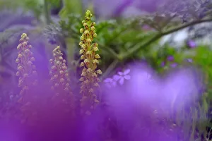 Andres M Dominguez Gallery: Man orchid (Orchis anthropophorum) Sierra de Grazalema Natural Park, southern Spain