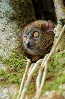 February 2023 Highlights Gallery: Mananara-nord sportive lemur (Lepilemur hollandorum) peering out between branches in tree