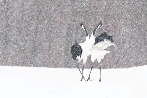 Manchurian crane (Grus japonensis) pair in courtship dance during snowstorm. Hokkaido, Japan