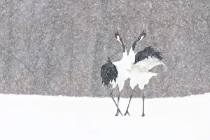 Gruidae Prints: Manchurian crane (Grus japonensis) pair in courtship dance during snowstorm