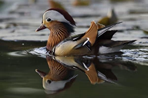 Images Dated 2nd May 2018: Mandarin duck (Aix galericulata) male swimming on water in the Beijing area, China, May